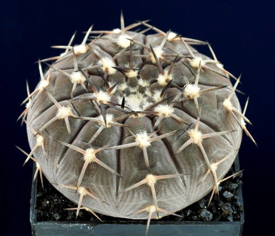 Gymnocalycium_asterium